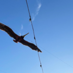 Beyond LA 2025 Pelican Featured Image